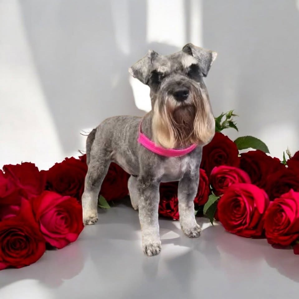 Schnauzer in a pink collar with red roses